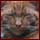 Jelle